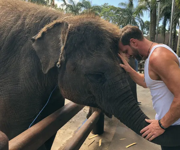 in tune with nature elephant 